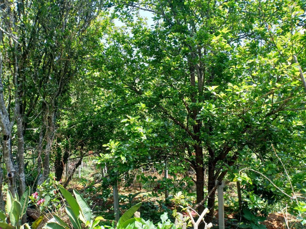 Pear Tree Inn Villa Kotagiri Exterior foto